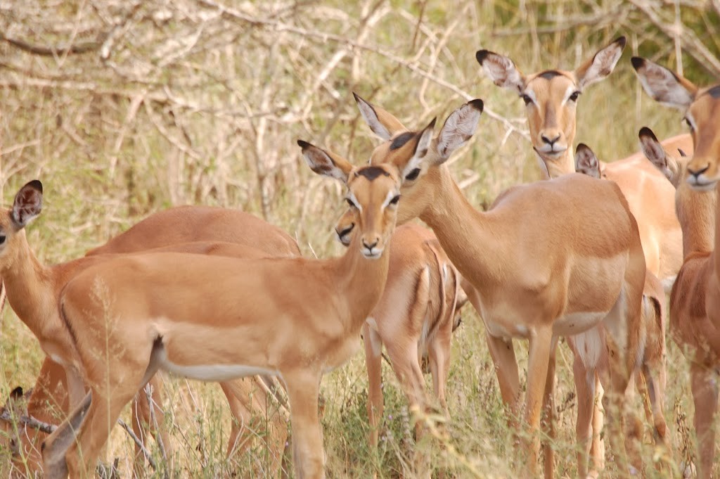 Manada de Impalas