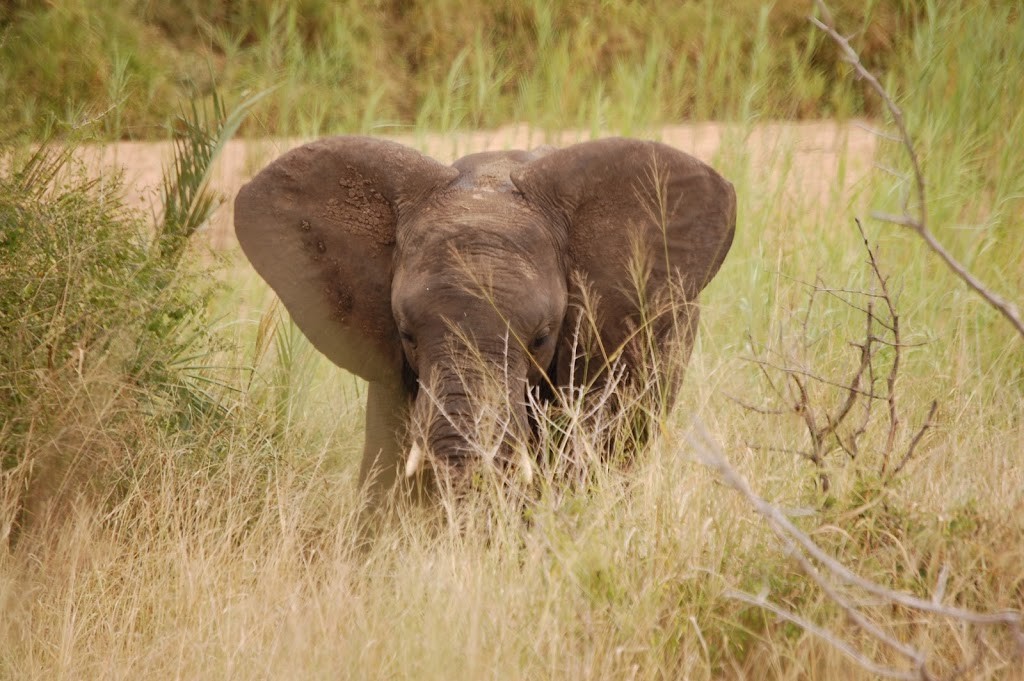 Cría de Elefante