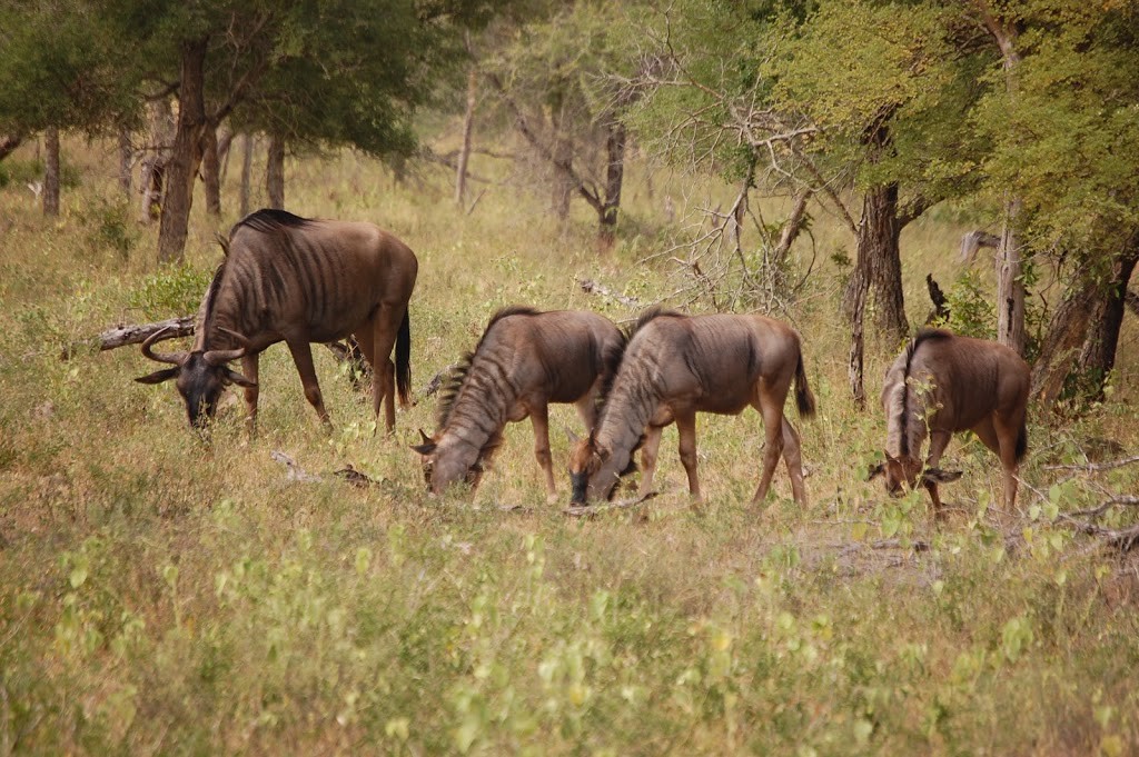 Kudus alimentándose