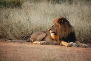 Lee más sobre el artículo Safari fotográfico en Sudáfrica: vida salvaje