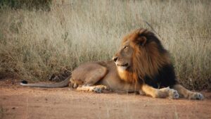 Lee más sobre el artículo Safari en Sudáfrica: cómo es recorrer el Kruger y otros parques por cuenta propia