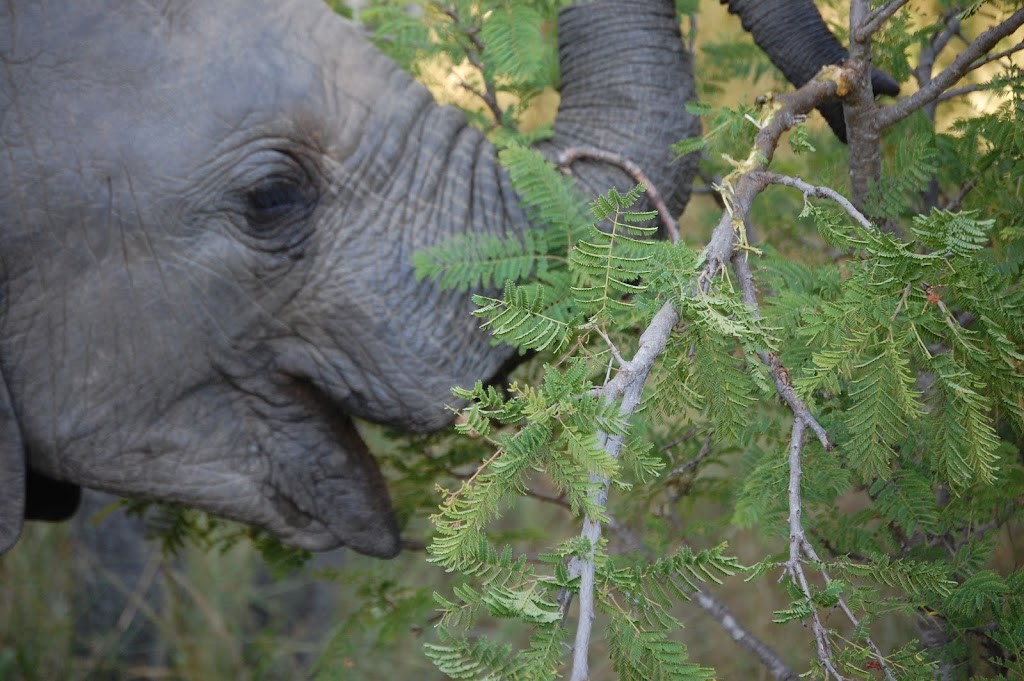 Cría de Elefante alimentándose