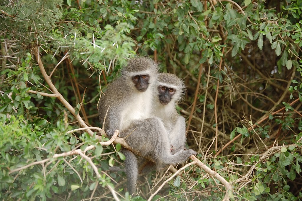 Monos sobre el árbol