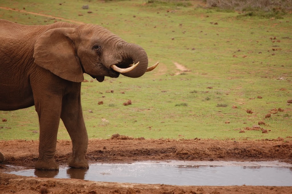 Elefante refrescándose