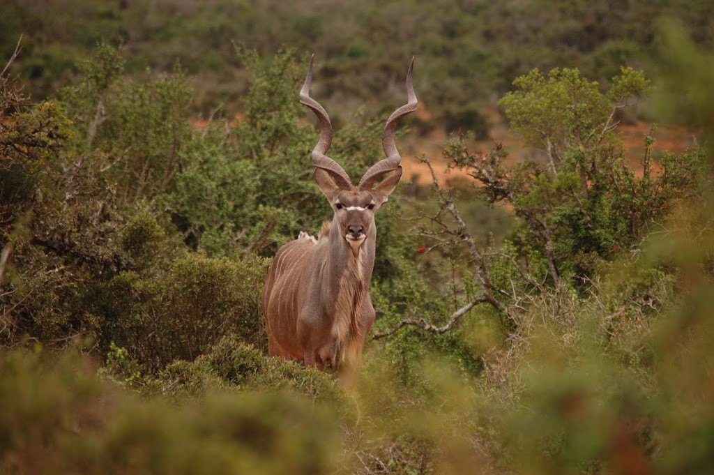 Kudu