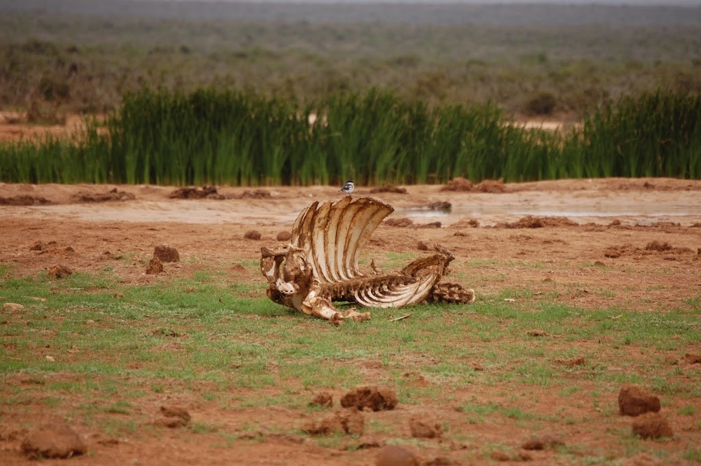 Cadaver en Sudáfrica