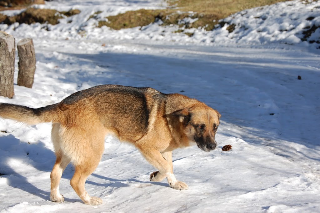 Perro en la Villa