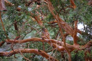 Lee más sobre el artículo Villa La Angostura desde Bariloche: qué hacer y cómo incluirla en tu viaje