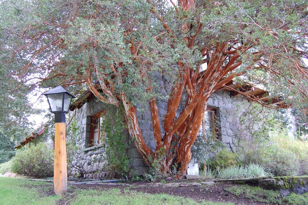 Arrayán en Villa La Angostura