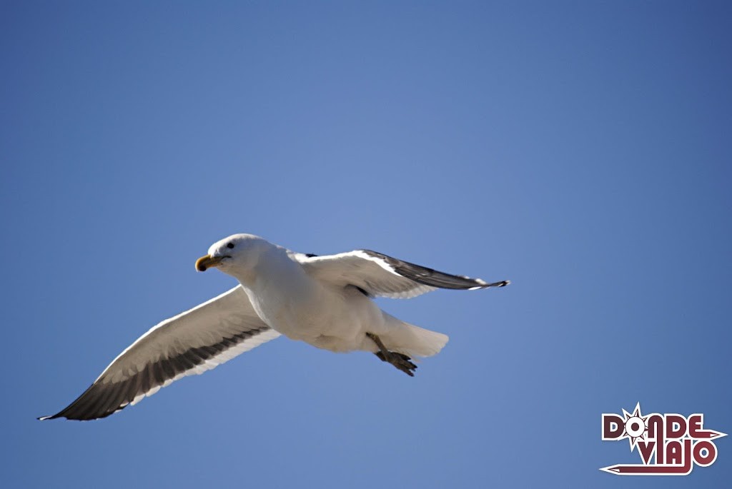 Ave volando en Viña