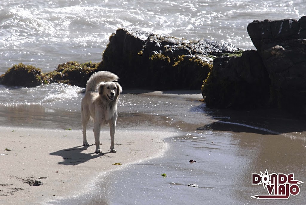 Perro en la playa de Viña