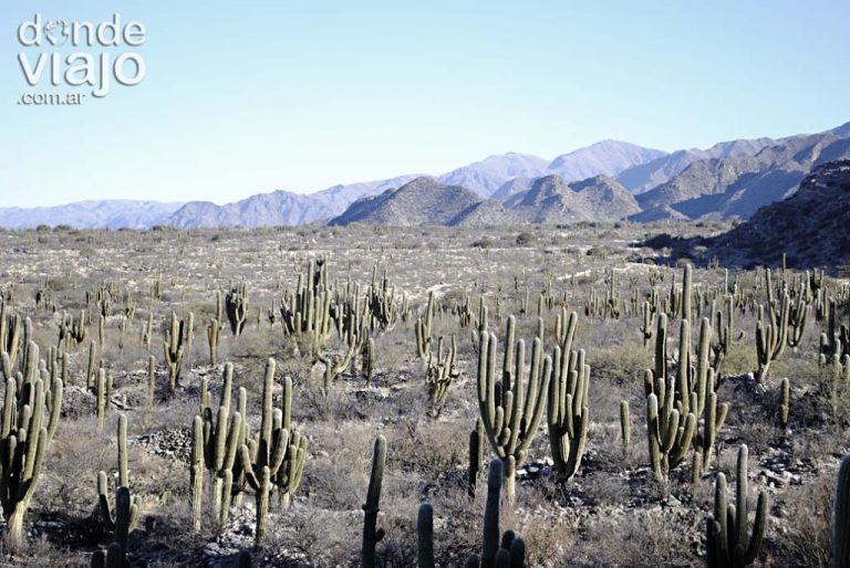 Lee más sobre el artículo Qué hacer en Tucumán y Tafí del Valle