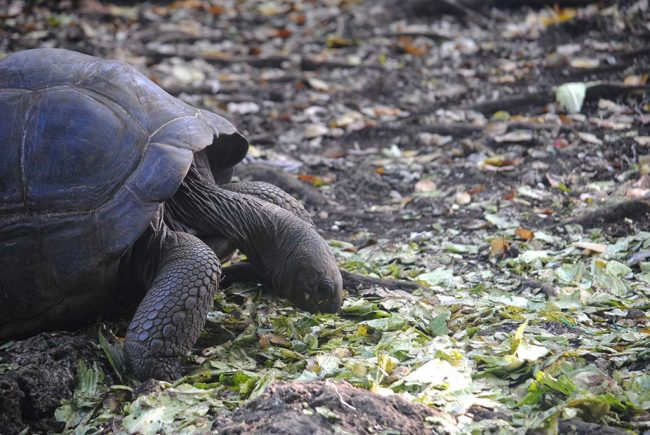 Tortuga gigante