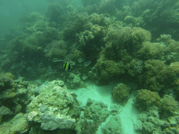 Buceo en Mnemba Island