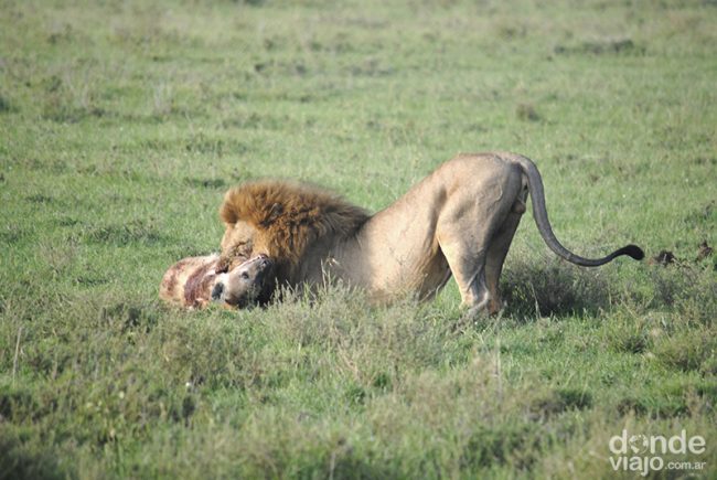 León matando una hiena