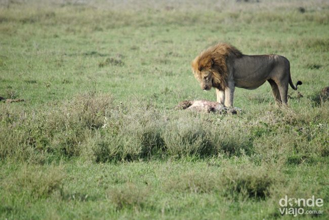 León cazando en Tanzania