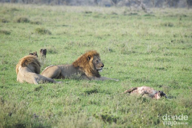 Los leones reposando junto a su presa