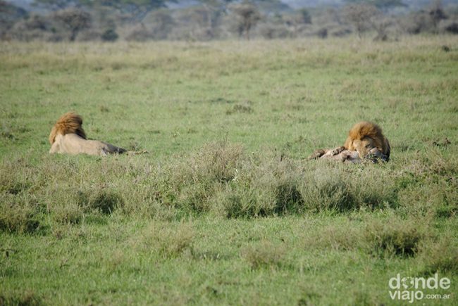 León cazando hiena