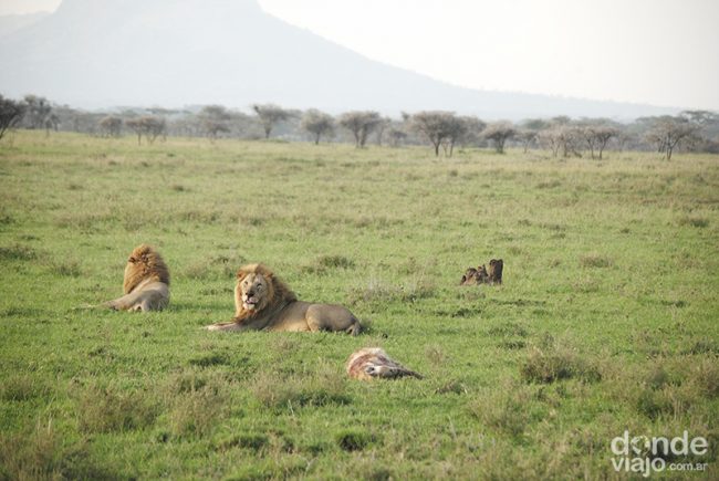 Leones descansando en la savanna