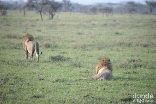 Leones de cacería