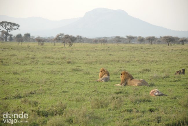 Leones cazando