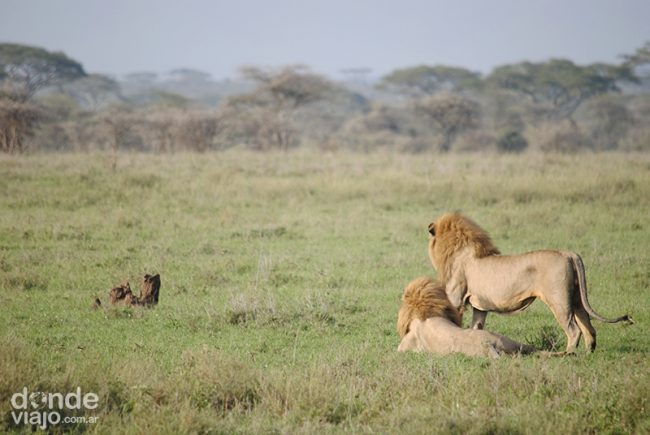 Leones en PN Serengueti