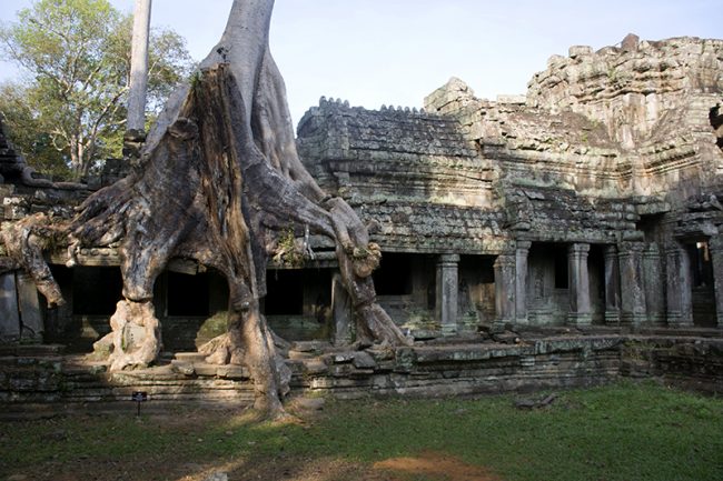 Un árbol completo sobre el templo, impactante