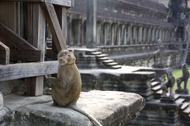 Mono en templo Angkor Wat