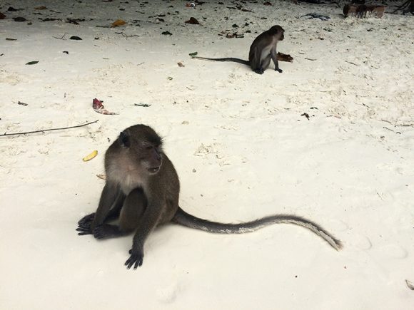 Monos de Monkey Beach, Ko Phi Phi