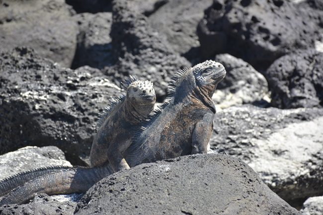 Iguanas de Galápagos