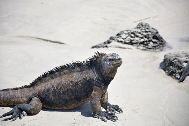 Iguana en Tortuga Bay