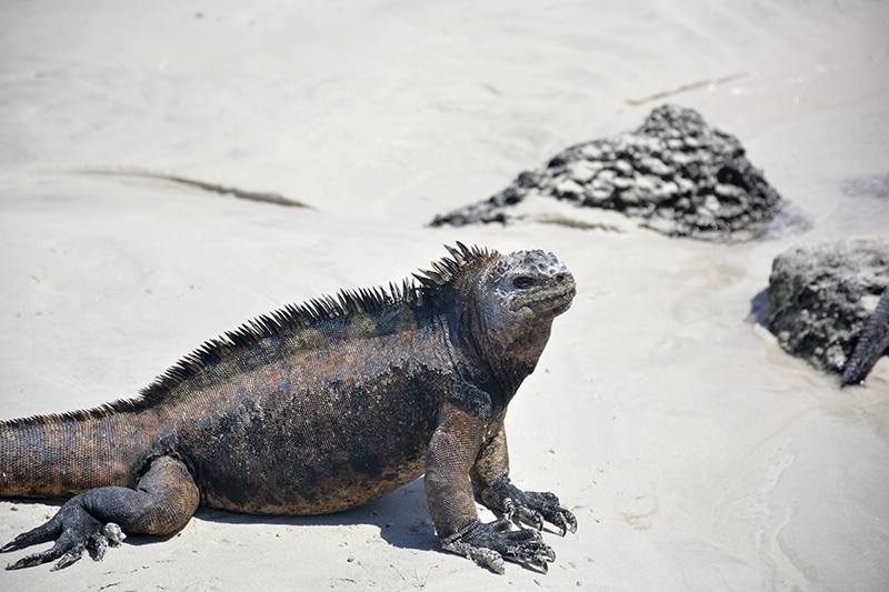 Iguana marina en Tortuga Bay, Santa Cruz, Galápagos