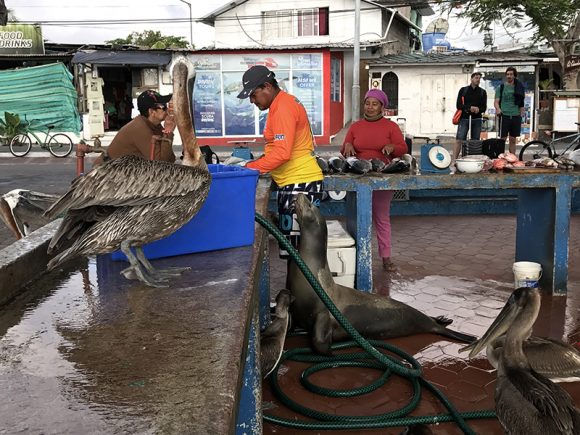 Lobos marinos en Galápagos