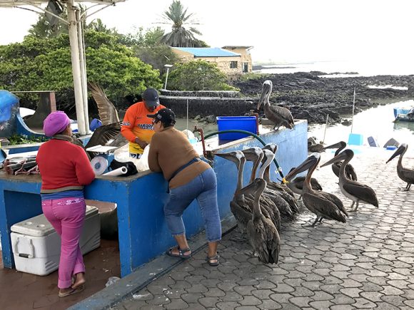 Pájaros en Galápagos