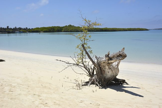 Tortuga Bay