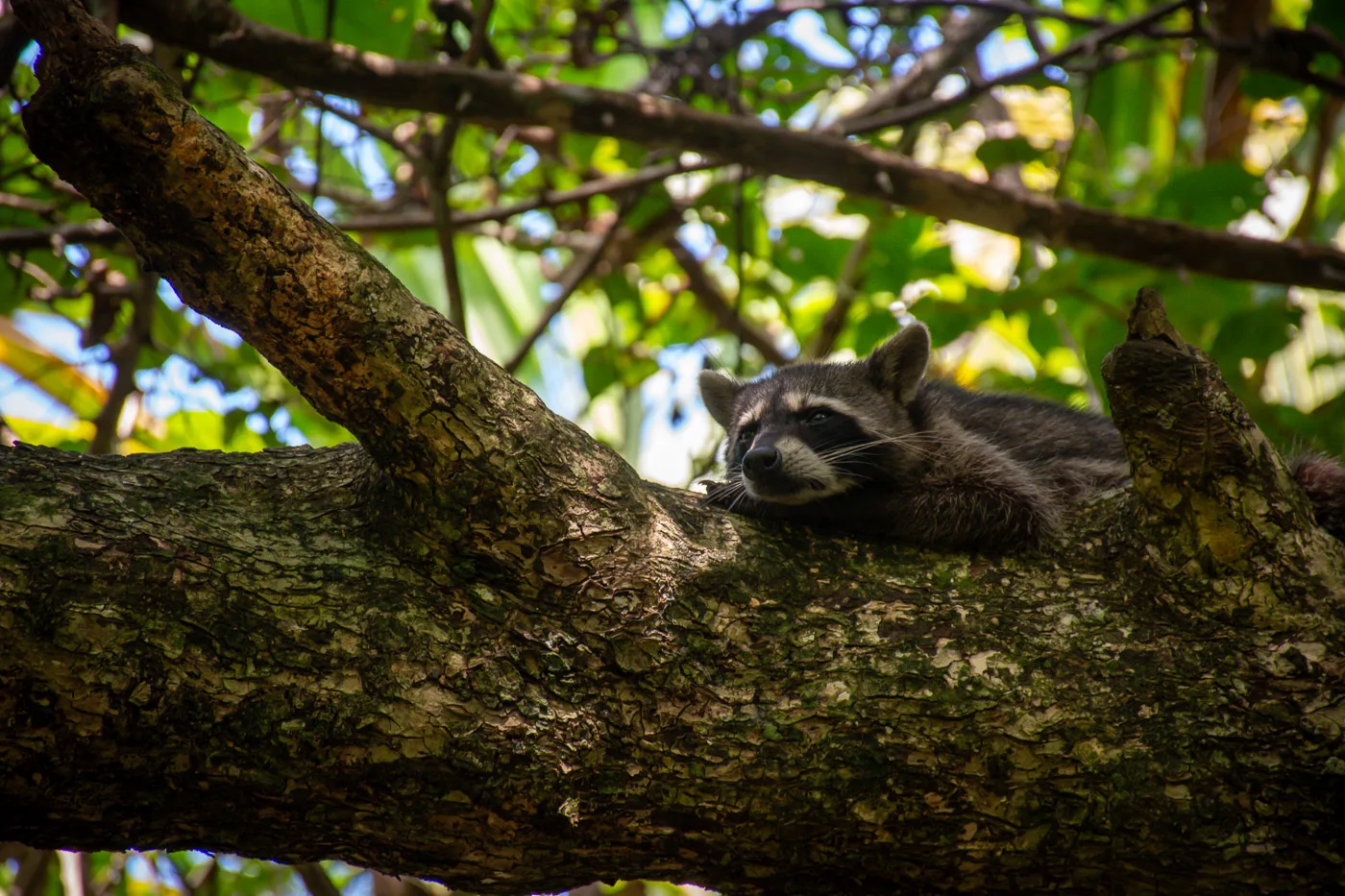 Mapache descansando sobre un árbol en el Parque Nacional Cahuita