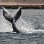 Qué hacer en Puerto Madryn: actividades y recomendaciones