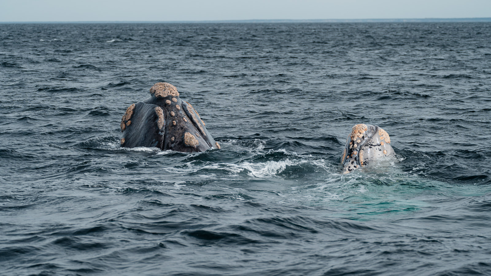 Ballena franca austral con su cría morfogris en el Golfo Nuevo.