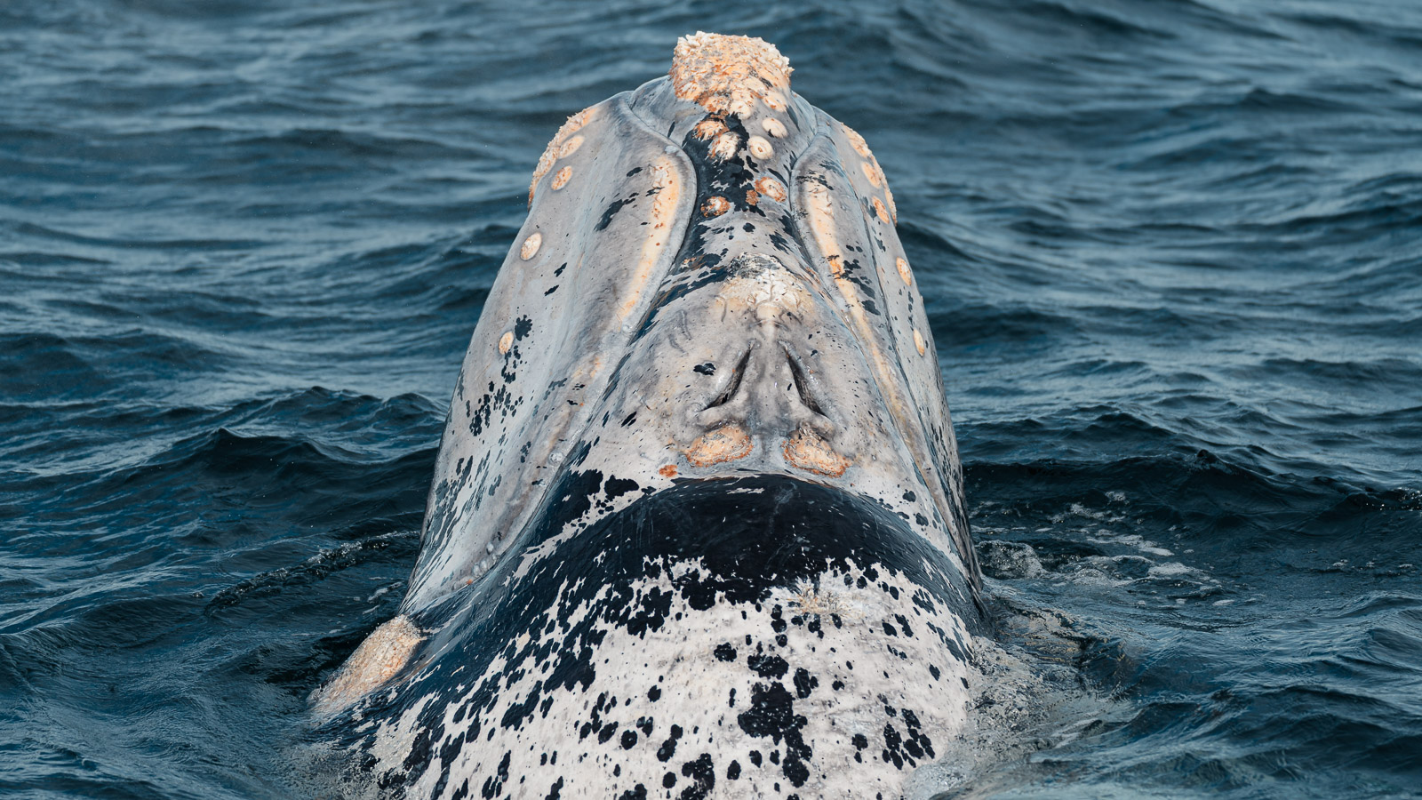 Cría morfogris de ballena franca austral, emergiendo cerca de Puerto Pirámides.