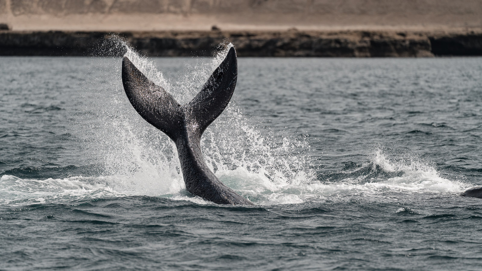 Ballena franca austral levantando la cola en Puerto Madryn