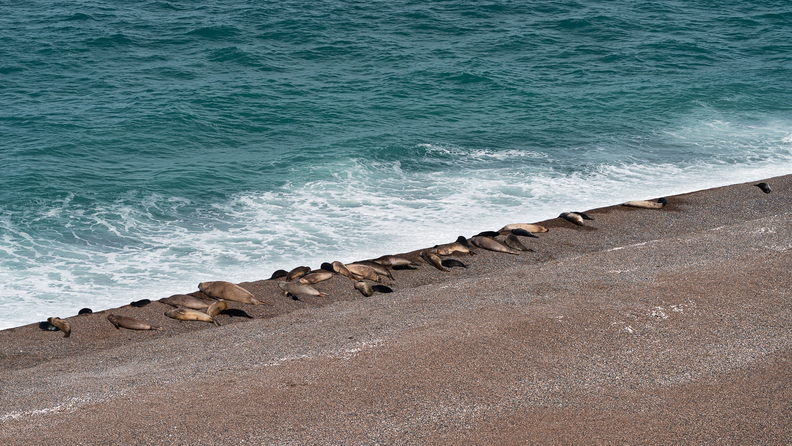 Elefantes marinos en uno de los miradores de Caleta Valdés, Península Valdés.