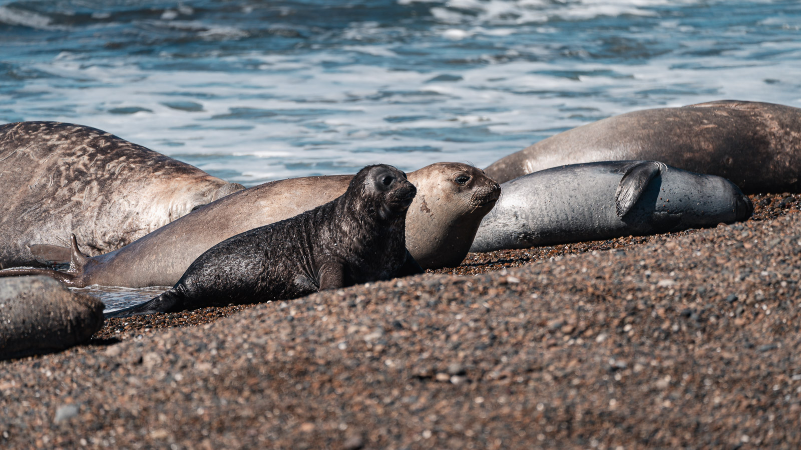 Colonia de elefantes marinos en Isla Escondida, Chubut.