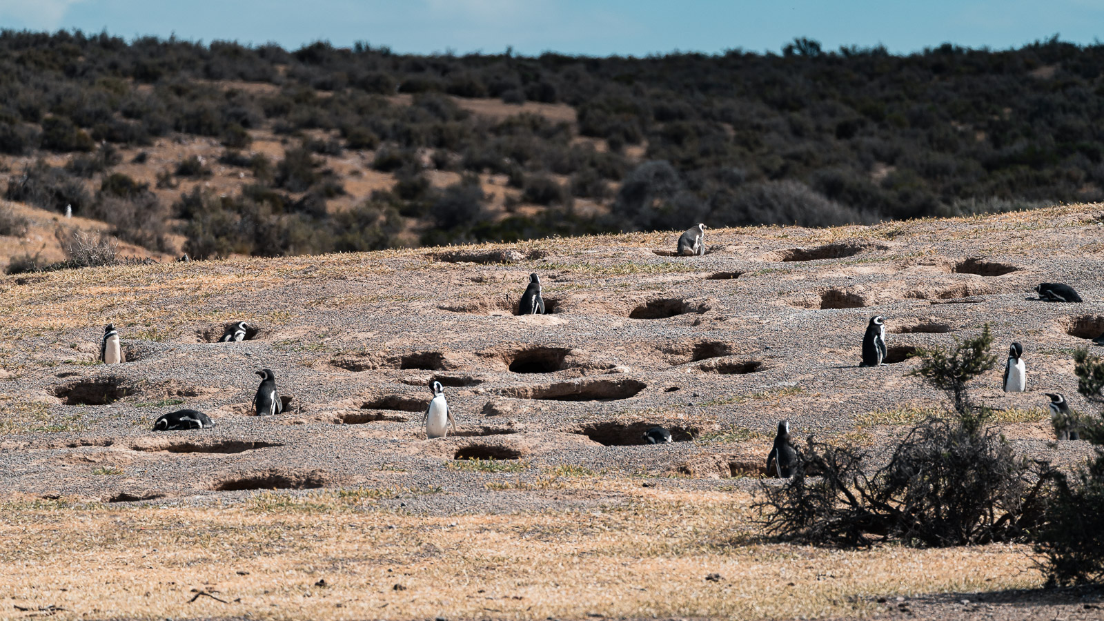 Pingüinos de Magallanes en sus nidos en Punta Tombo.