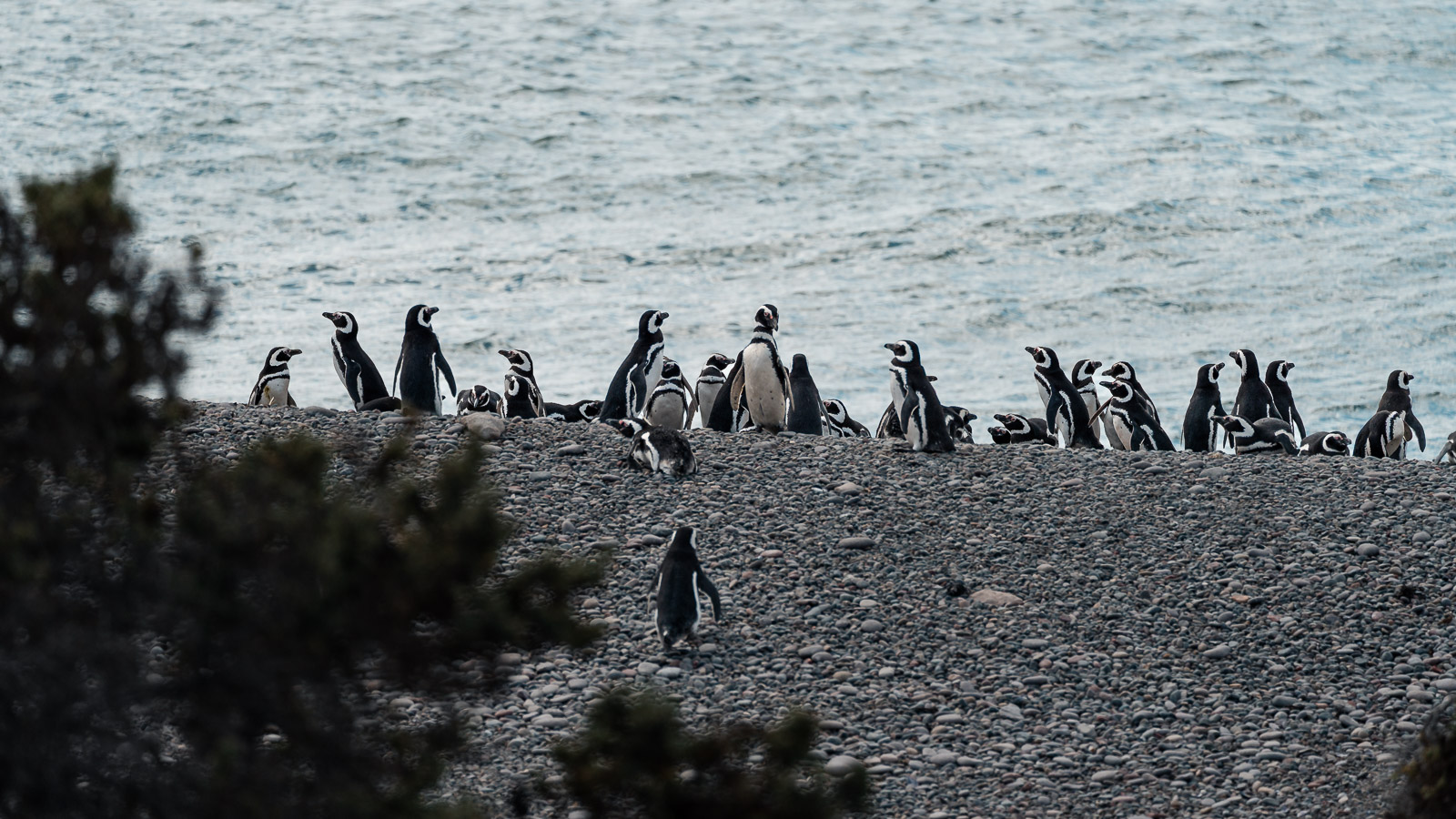 Pingüinos de Magallanes en Punta Tombo.