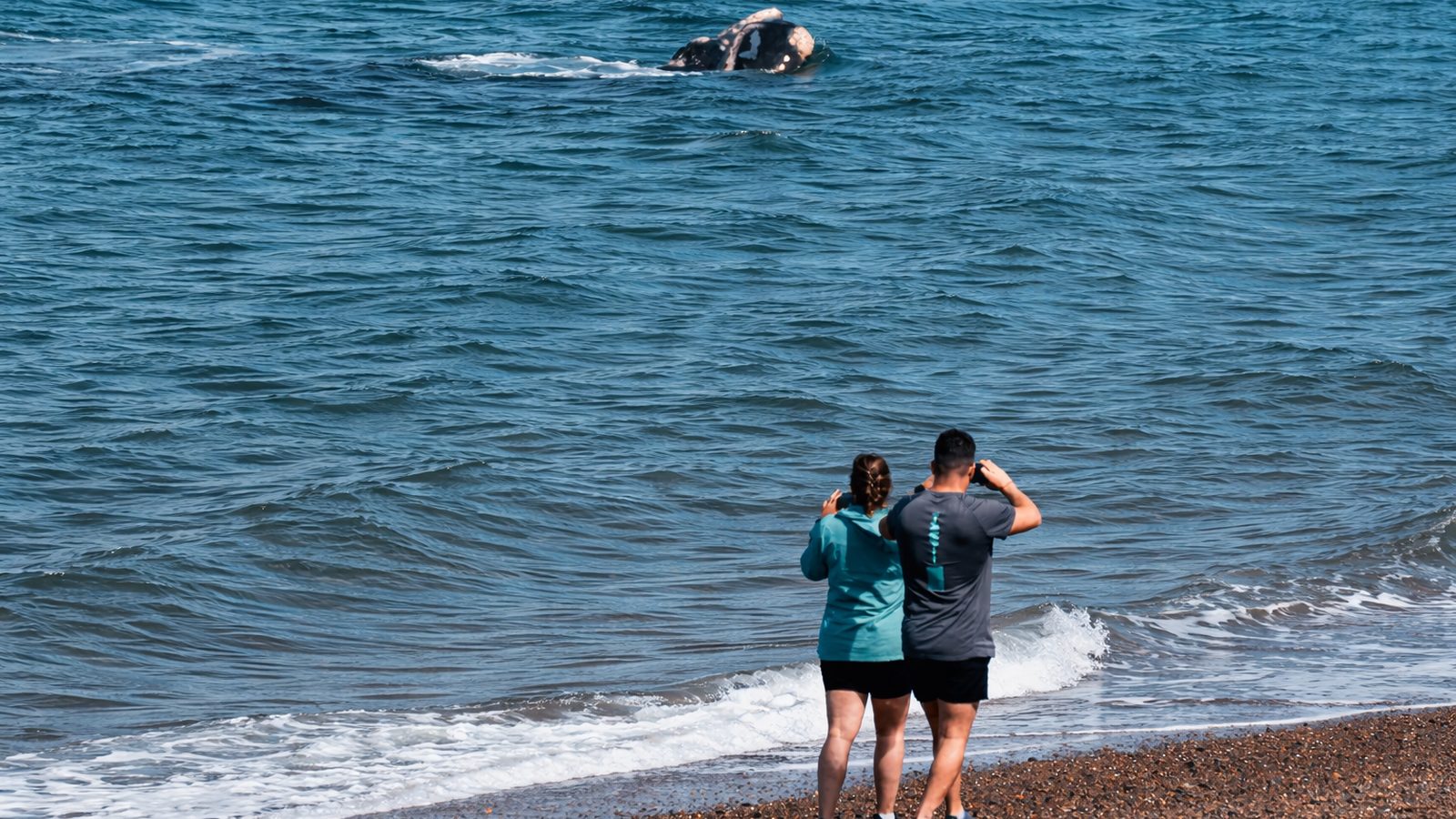 Ballena franca austral vista desde Playa El Doradillo, Puerto Madryn.