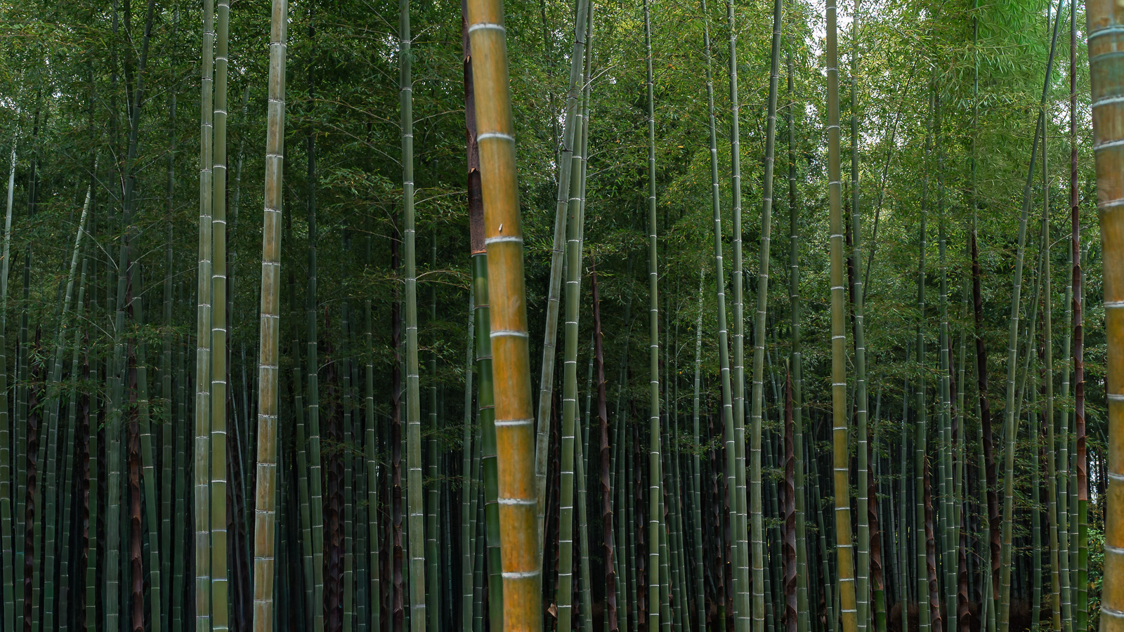 Bosque de bambú de Arashiyama en Kioto