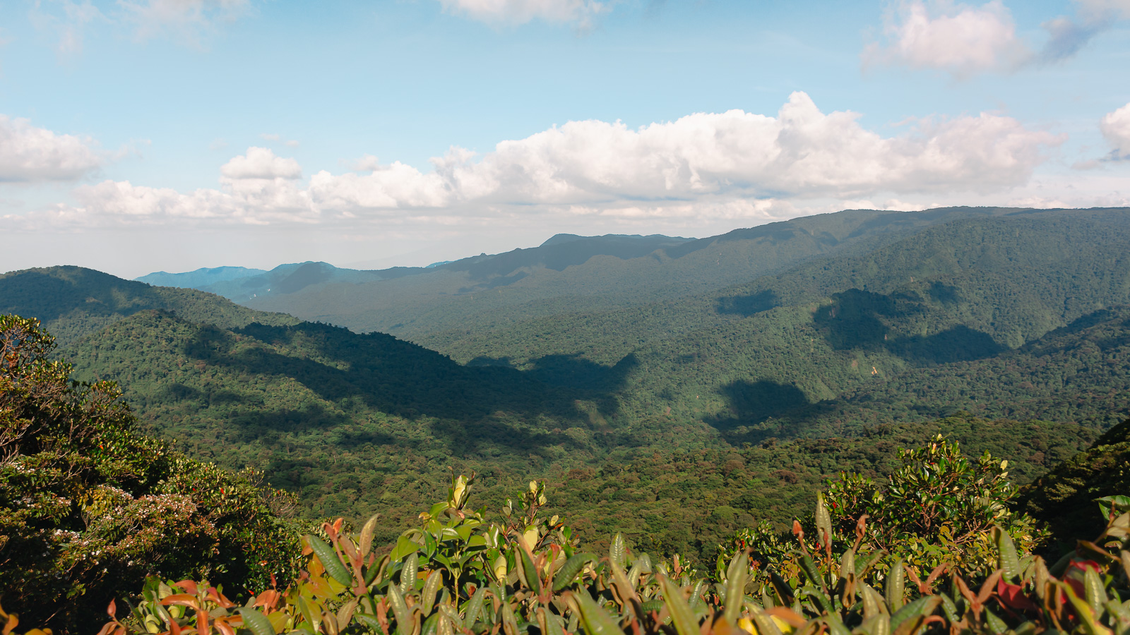Vista aérea del bosque nuboso, en Monteverde, Costa Rica
