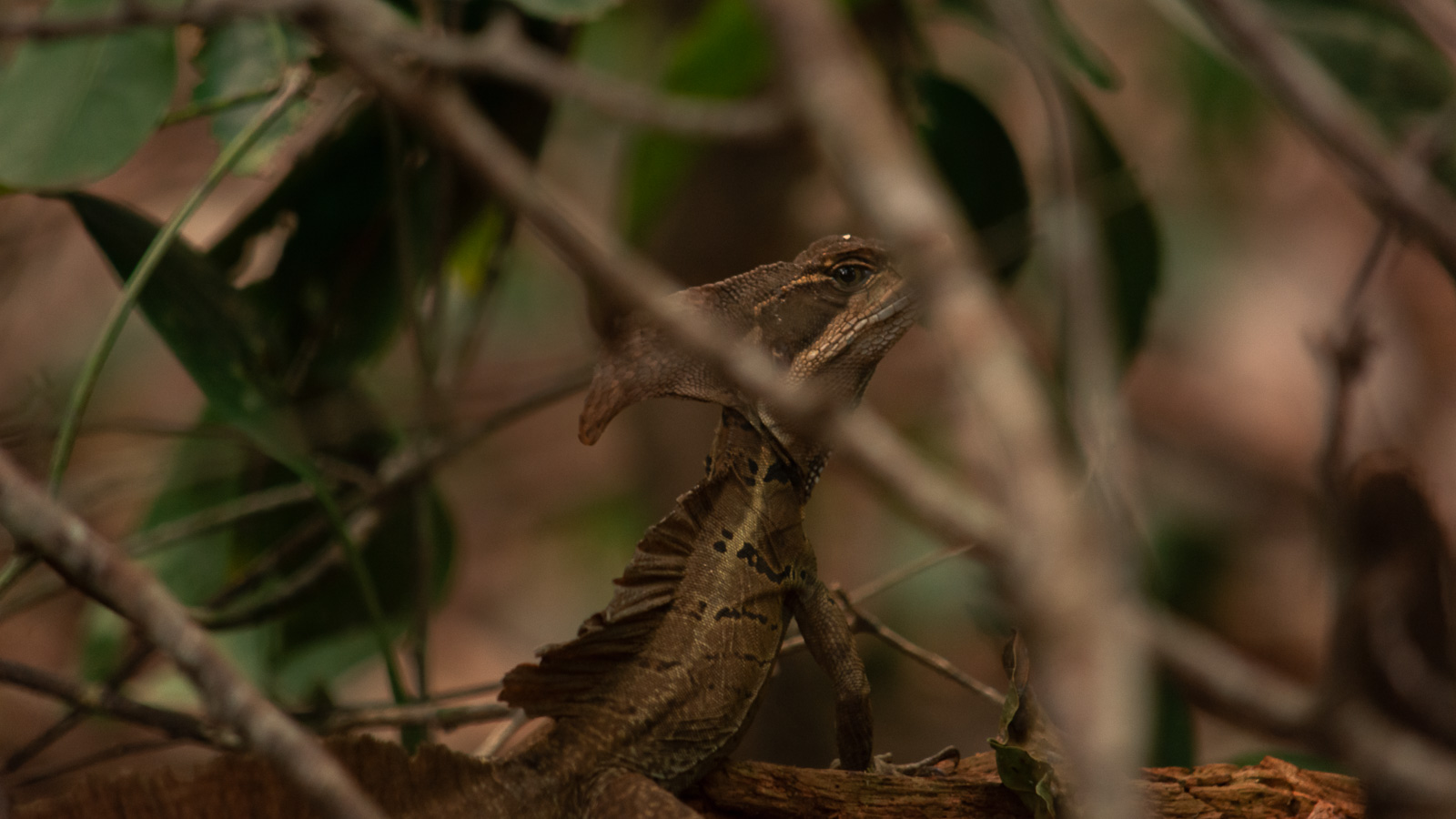 Fauna del parque nacional Manuel Antonio, Costa Rica