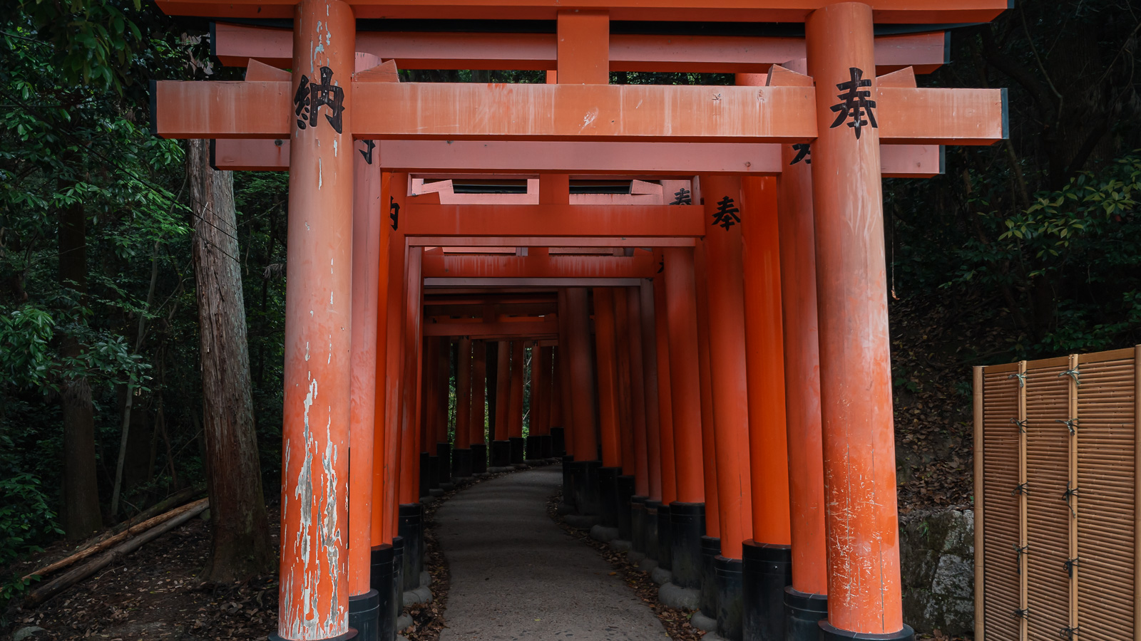 Torii naranjas en el santuario Fushimi Inari en Kioto, Japón