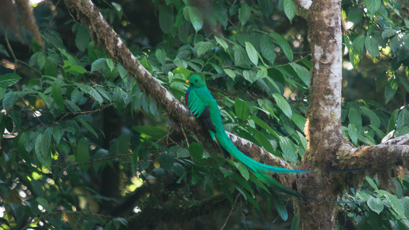 Quetzal en reserva bosque nuboso de Monteverde, Costa Rica